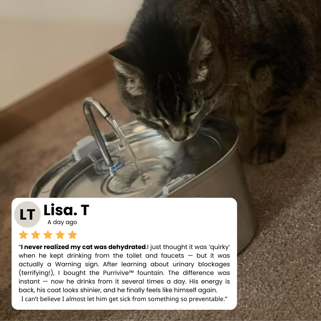 Purrivive™ Stainless Steel Fountain